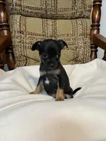 (Teacup) Milo , a male Chihuahua for sale in Mohrsville, PA – 1 of 3