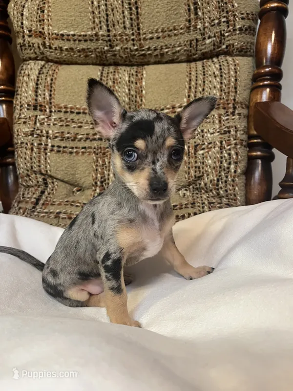 (Toy) Trixie – Chihuahua puppy for sale in Mohrsville, PA