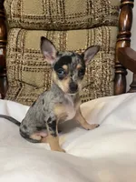 (Toy) Trixie, a female Chihuahua for sale in Mohrsville, PA – 1 of 3