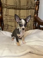 (Toy) Strudel , a male Chihuahua for sale in Mohrsville, PA – 3 of 3
