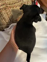 (Teacup) Milo , a male Chihuahua for sale in Mohrsville, PA – 3 of 3