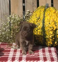 Whiskey , a male Chihuahua for sale in Mohrsville, PA – 4 of 4