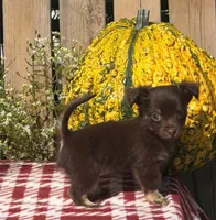 Hickory , a male Chihuahua for sale in Mohrsville, PA – 2 of 4