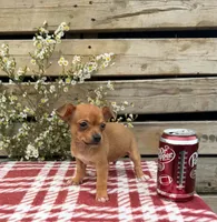 (Teacup) Oakley, a male Chihuahua for sale in Mohrsville, PA – 3 of 4