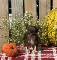 Jack , a male Chihuahua for sale in Mohrsville, PA – 3 of 4