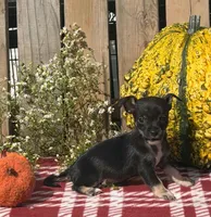Shadow , a male Chihuahua for sale in Mohrsville, PA – 3 of 4