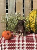 Jack , a male Chihuahua for sale in Mohrsville, PA – 4 of 4