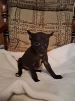 Snickers , a male Chihuahua for sale in Mohrsville, PA – 4 of 4