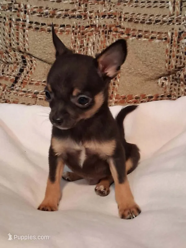 Peanut  – Chihuahua puppy for sale in Mohrsville, PA