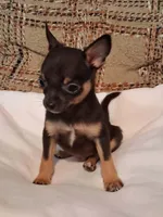 Peanut , a male Chihuahua for sale in Mohrsville, PA – 1 of 5