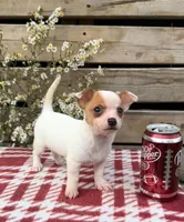 (Teacup) willow , a female Chihuahua for sale in Mohrsville, PA – 1 of 4