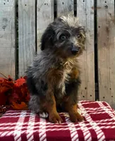 Smokey, a male Miniature Aussiedoodle for sale in Mohrsville, PA – 4 of 4