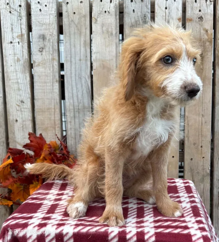 Montana  – Miniature Aussiedoodle puppy for sale in Mohrsville, PA