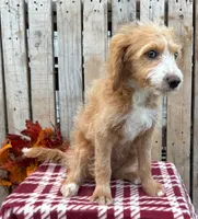Montana , a female Miniature Aussiedoodle for sale in Mohrsville, PA – 1 of 2