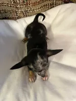 (Toy) Dixie, a female Chihuahua for sale in Mohrsville, PA – 3 of 3