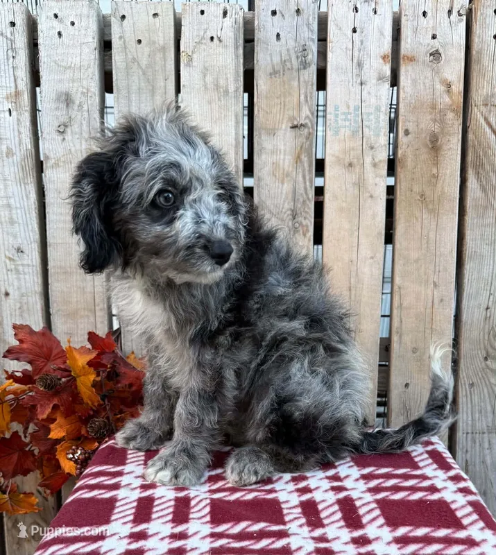 Willie – Miniature Aussiedoodle puppy for sale in Mohrsville, PA