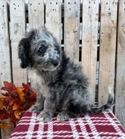 Willie, a male Miniature Aussiedoodle for sale in Mohrsville, PA – 1 of 3