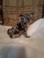 Oreo, a male Chihuahua for sale in Mohrsville, PA – 3 of 4