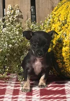 Shadow , a male Chihuahua for sale in Mohrsville, PA – 4 of 4