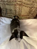 (Toy) Strudel , a male Chihuahua for sale in Mohrsville, PA – 2 of 3