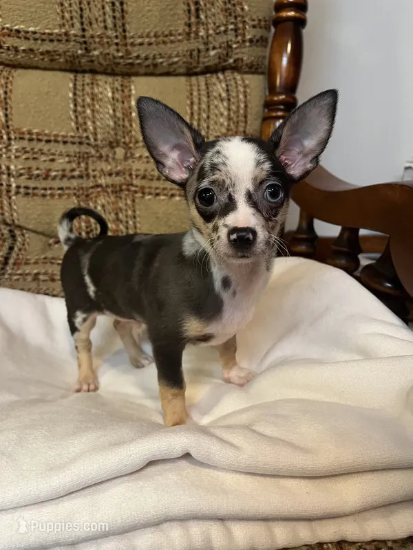 (Toy) Strudel  – Chihuahua puppy for sale in Mohrsville, PA