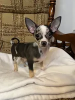 (Toy) Strudel , a male Chihuahua for sale in Mohrsville, PA – 1 of 3