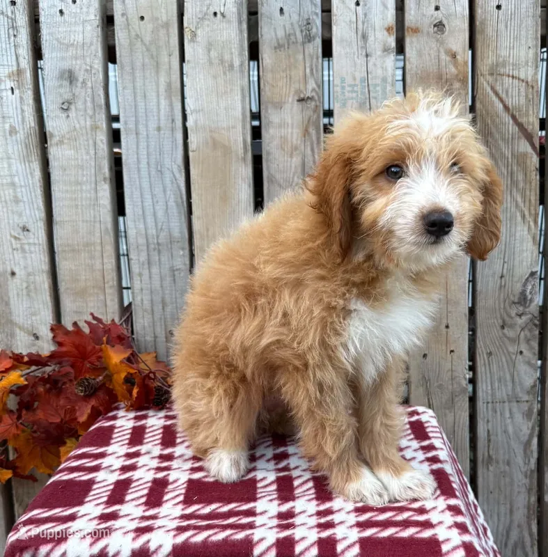Tex – Miniature Aussiedoodle puppy for sale in Mohrsville, PA