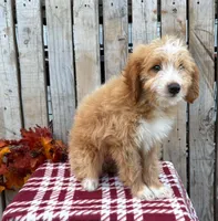 Tex, a male Miniature Aussiedoodle for sale in Mohrsville, PA – 1 of 3