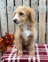 Montana , a female Miniature Aussiedoodle for sale in Mohrsville, PA – 2 of 2