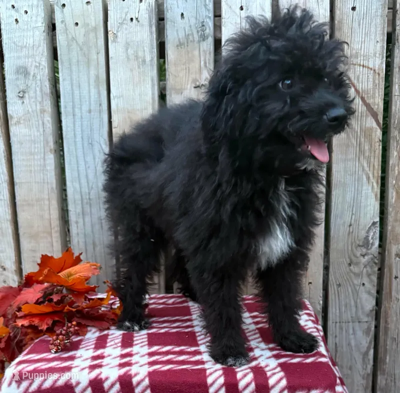 Bear – Miniature Aussiedoodle puppy for sale in Mohrsville, PA