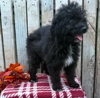Bear, a male Miniature Aussiedoodle for sale in Mohrsville, PA – 1 of 4