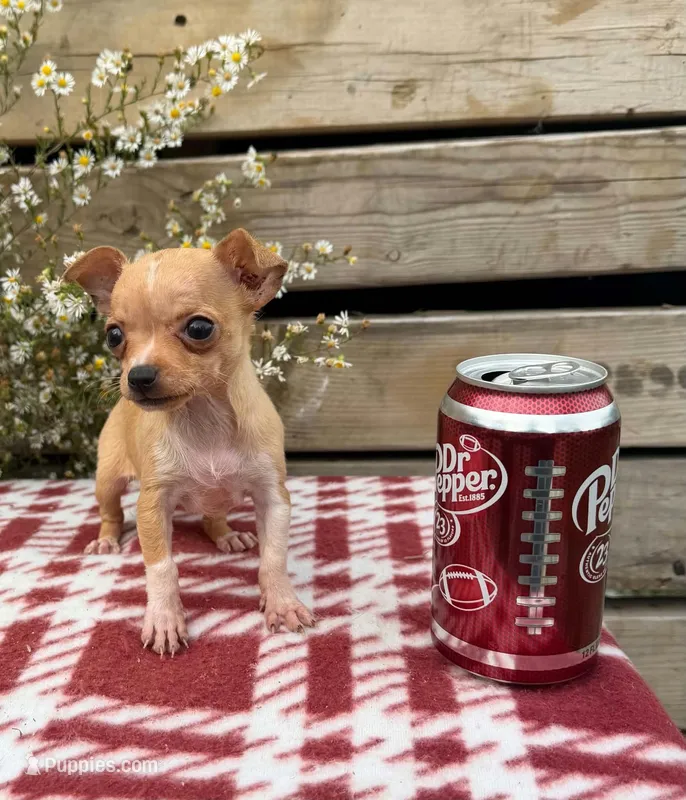 (Teacup) Maple – Chihuahua puppy for sale in Mohrsville, PA