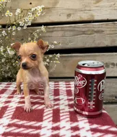(Teacup) Maple, a female Chihuahua for sale in Mohrsville, PA – 1 of 4