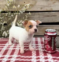 (Teacup) willow , a female Chihuahua for sale in Mohrsville, PA – 3 of 4