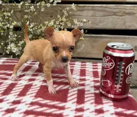 (Teacup) Maple, a female Chihuahua for sale in Mohrsville, PA – 4 of 4