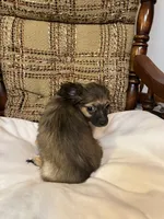 Rusty, a male Chihuahua for sale in Mohrsville, PA – 3 of 3