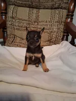 Peanut , a male Chihuahua for sale in Mohrsville, PA – 3 of 5