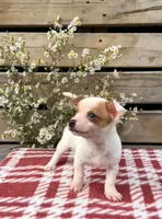 (Teacup) willow , a female Chihuahua for sale in Mohrsville, PA – 2 of 4