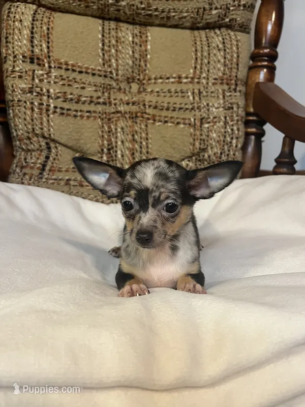 (Toy) Dixie – Chihuahua puppy for sale in Mohrsville, PA