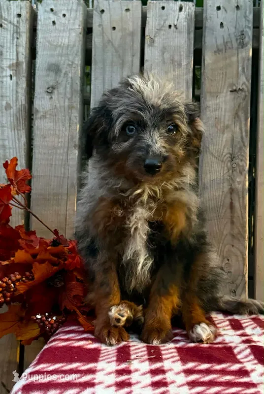 Smokey – Miniature Aussiedoodle puppy for sale in Mohrsville, PA