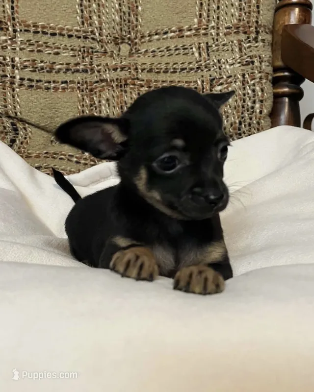 (Toy) Otis – Chihuahua puppy for sale in Mohrsville, PA