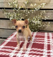 (Teacup) Maple, a female Chihuahua for sale in Mohrsville, PA – 2 of 4
