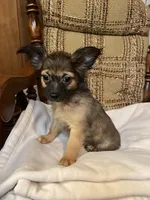 Rusty, a male Chihuahua for sale in Mohrsville, PA – 2 of 3