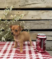 (Teacup) Oakley, a male Chihuahua for sale in Mohrsville, PA – 2 of 4
