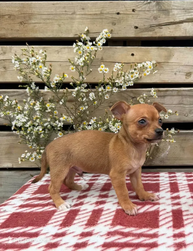 (Teacup) Oakley – Chihuahua puppy for sale in Mohrsville, PA