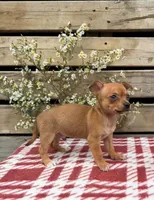 (Teacup) Oakley, a male Chihuahua for sale in Mohrsville, PA – 1 of 4