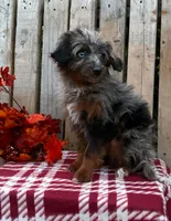 Smokey, a male Miniature Aussiedoodle for sale in Mohrsville, PA – 2 of 4