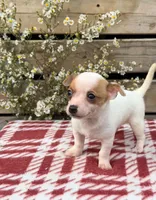 (Teacup) willow , a female Chihuahua for sale in Mohrsville, PA – 4 of 4