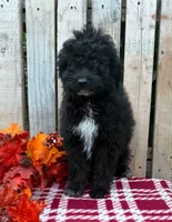 Bear, a male Miniature Aussiedoodle for sale in Mohrsville, PA – 4 of 4