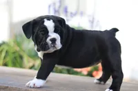 Lily, a female English Bulldog for sale in Roaring Spring, PA – 4 of 6